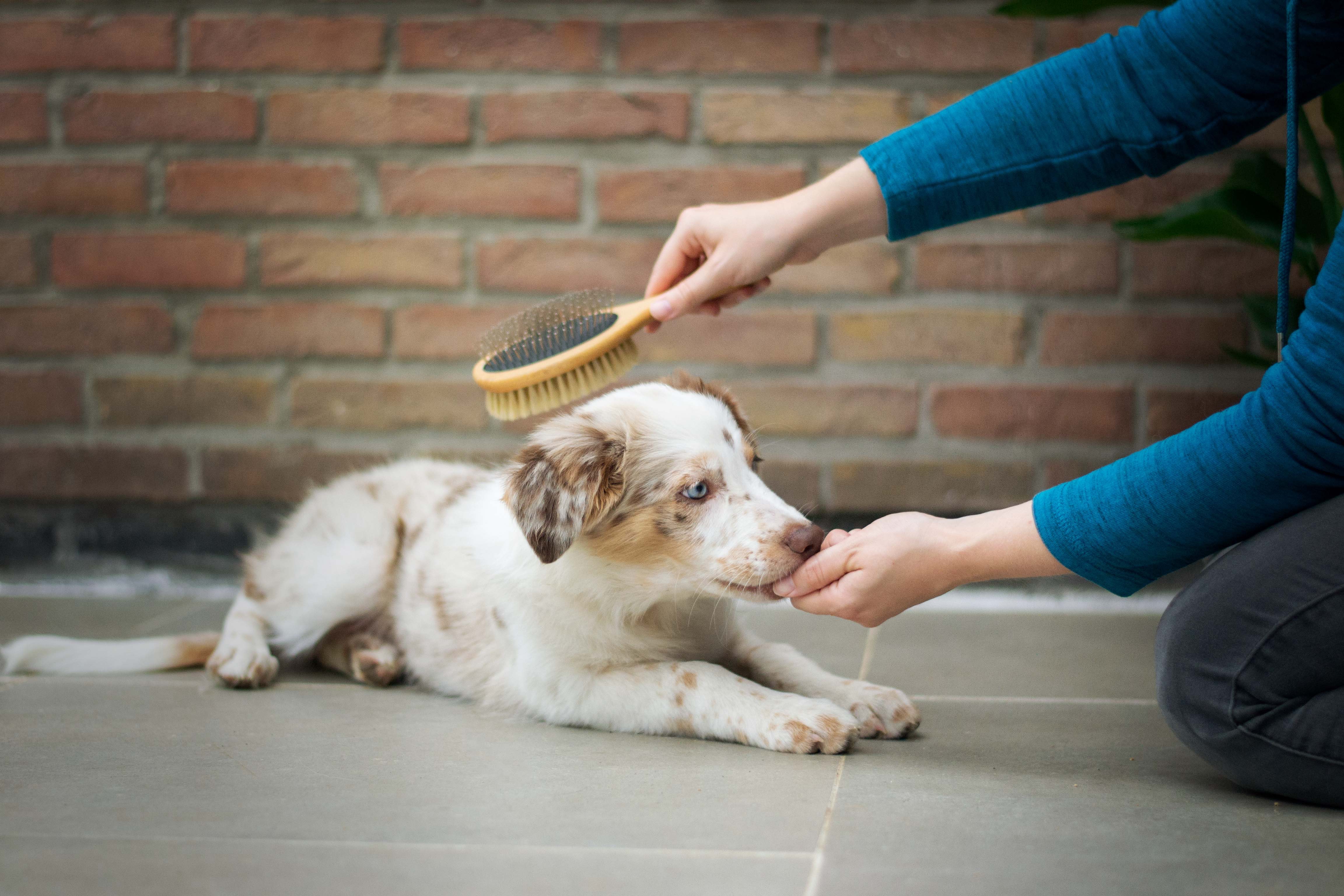 dog being brushed by a person