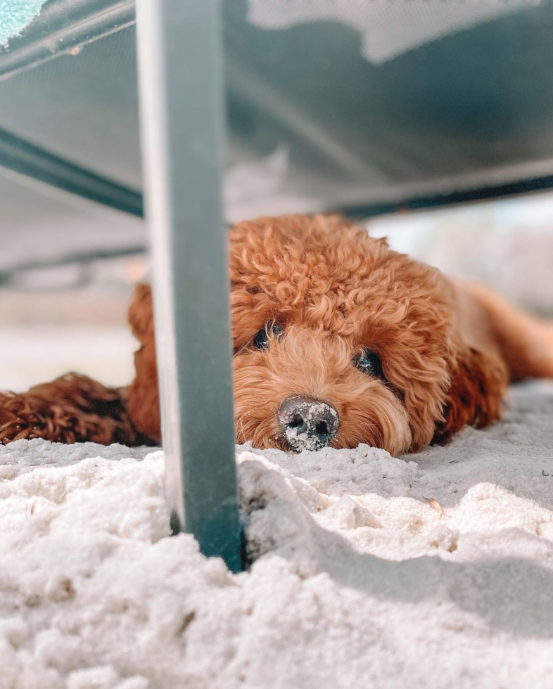 apricot mini goldendoodle sitting on a sandy beach under a sun chair
