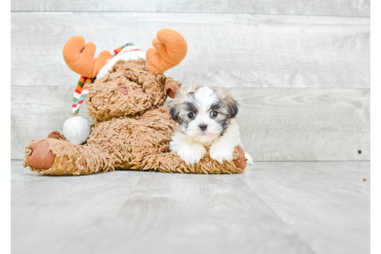 where can i get a teddy bear puppy