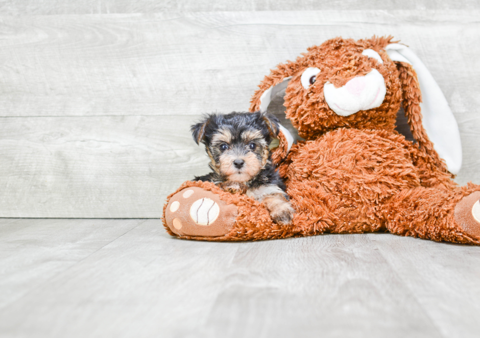 Meet Calina - our Morkie Puppy Photo 2/3 - Premier Pups