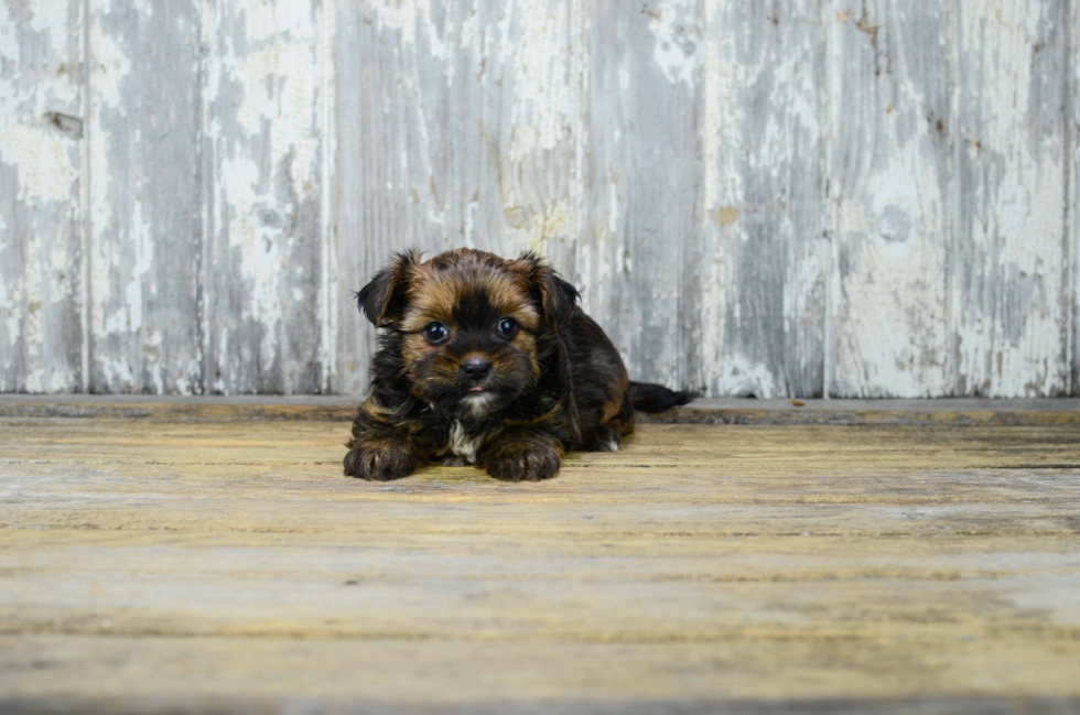 Shorkie Puppy for Adoption