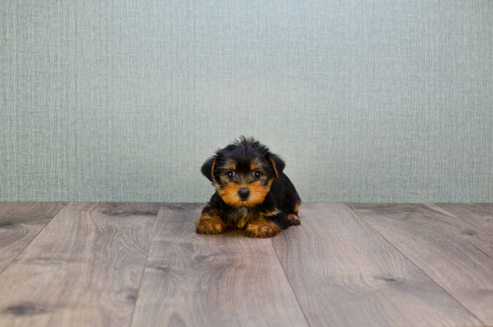 Premier Pups for sale in Ohio Buy or adopt a puppy breed on Premier Pup