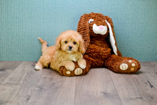 Hypoallergenic Cavoodle Poodle Mix Puppy