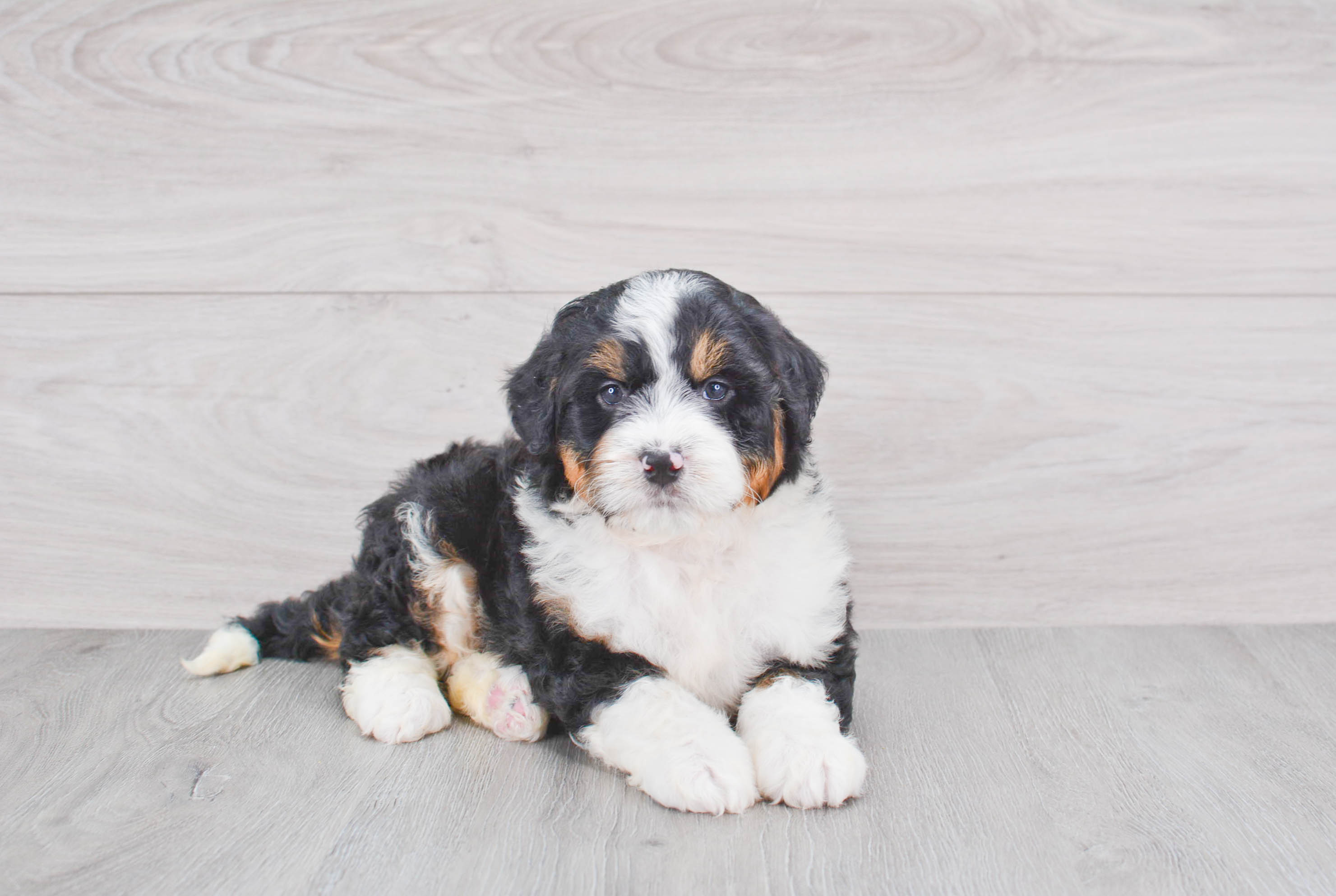 mini bernedoodle puppies for adoption