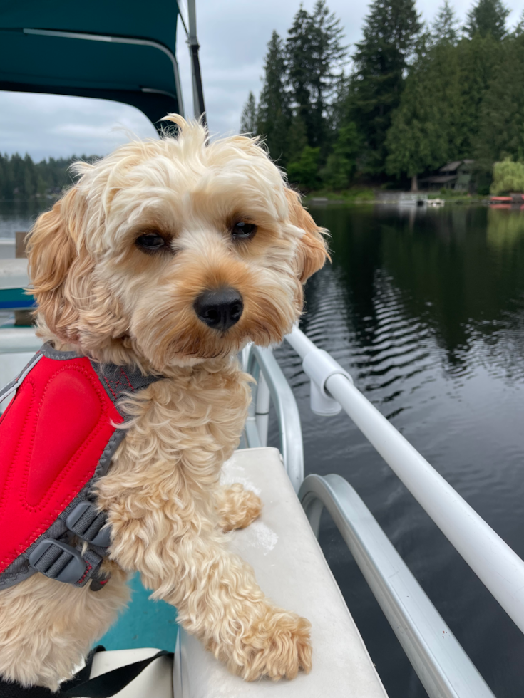 cavapoo dog wearing a life jacket