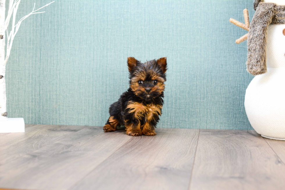 Meet Micro Teacup-Rebecca - our Yorkshire Terrier Puppy Photo 