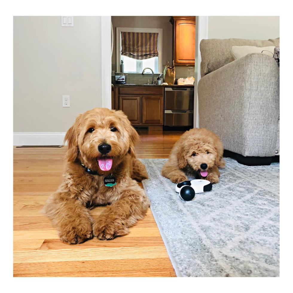 two mini goldendoodles in a cozy home sitting on the floor. different generation mini goldendoodles