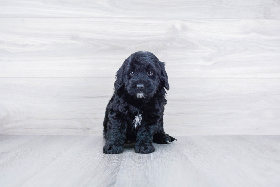 Meet Rachel - our Mini Goldendoodle Puppy Photo 3/3 - Premier Pups