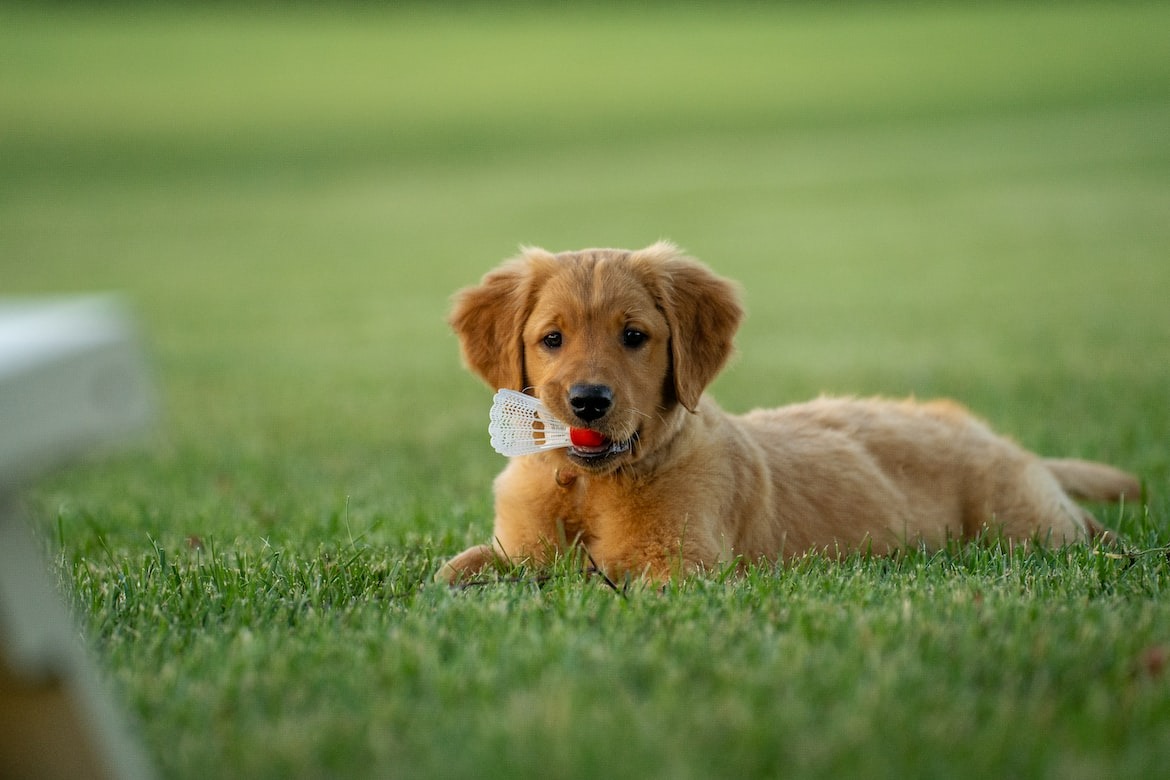 Dog owner taking their pet for a walk one of the few outdoor activities permitted during lockdowns