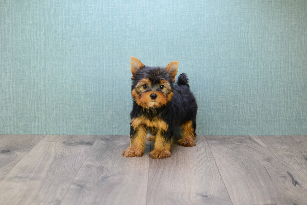 Meet Sebastian - our Yorkshire Terrier Puppy Photo 