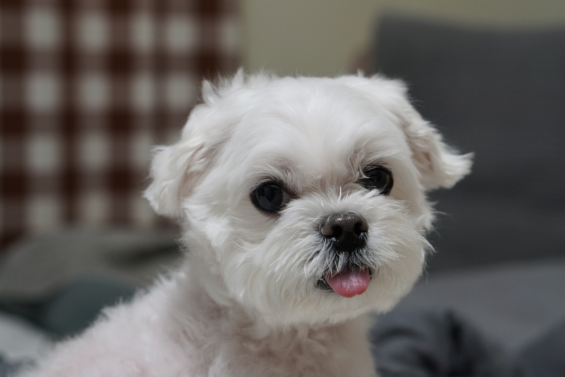 teacup maltese with tongue out