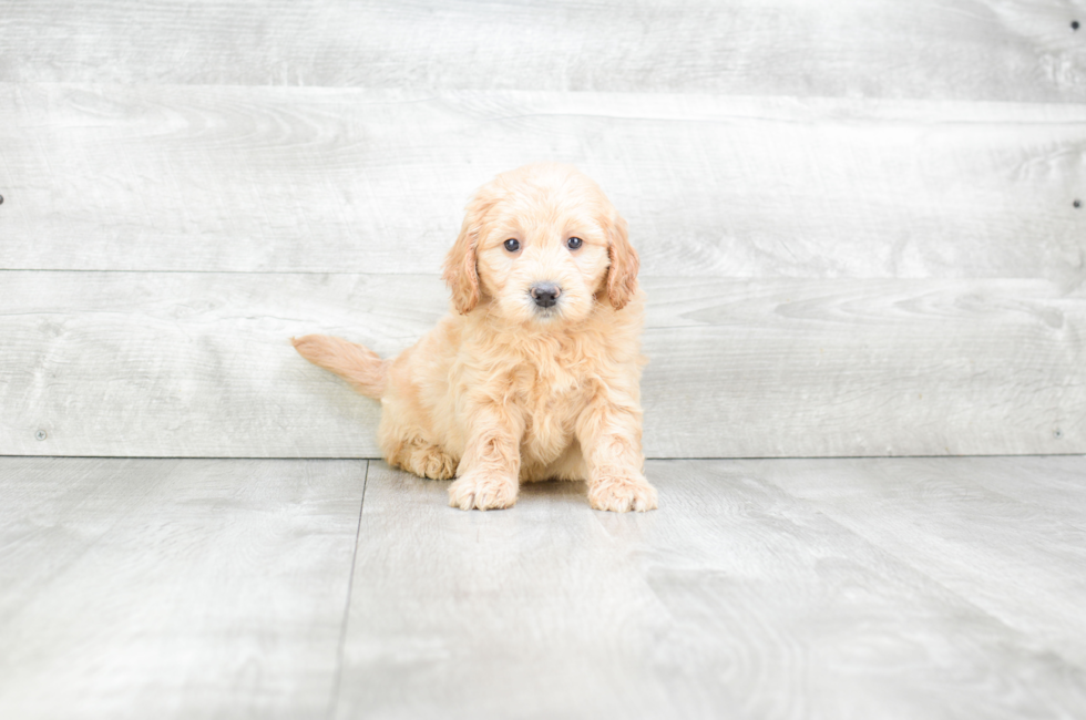 Mini Goldendoodle Puppies for Sale US Shipping Premierpups