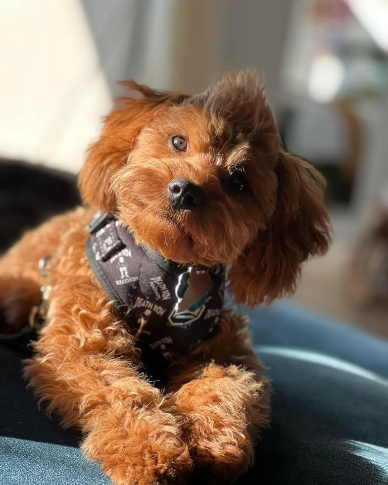 cavapoo looking intently at the camera