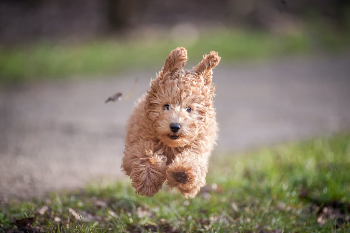 Glamorous Cockapoo puppy New York's posh dog of the year