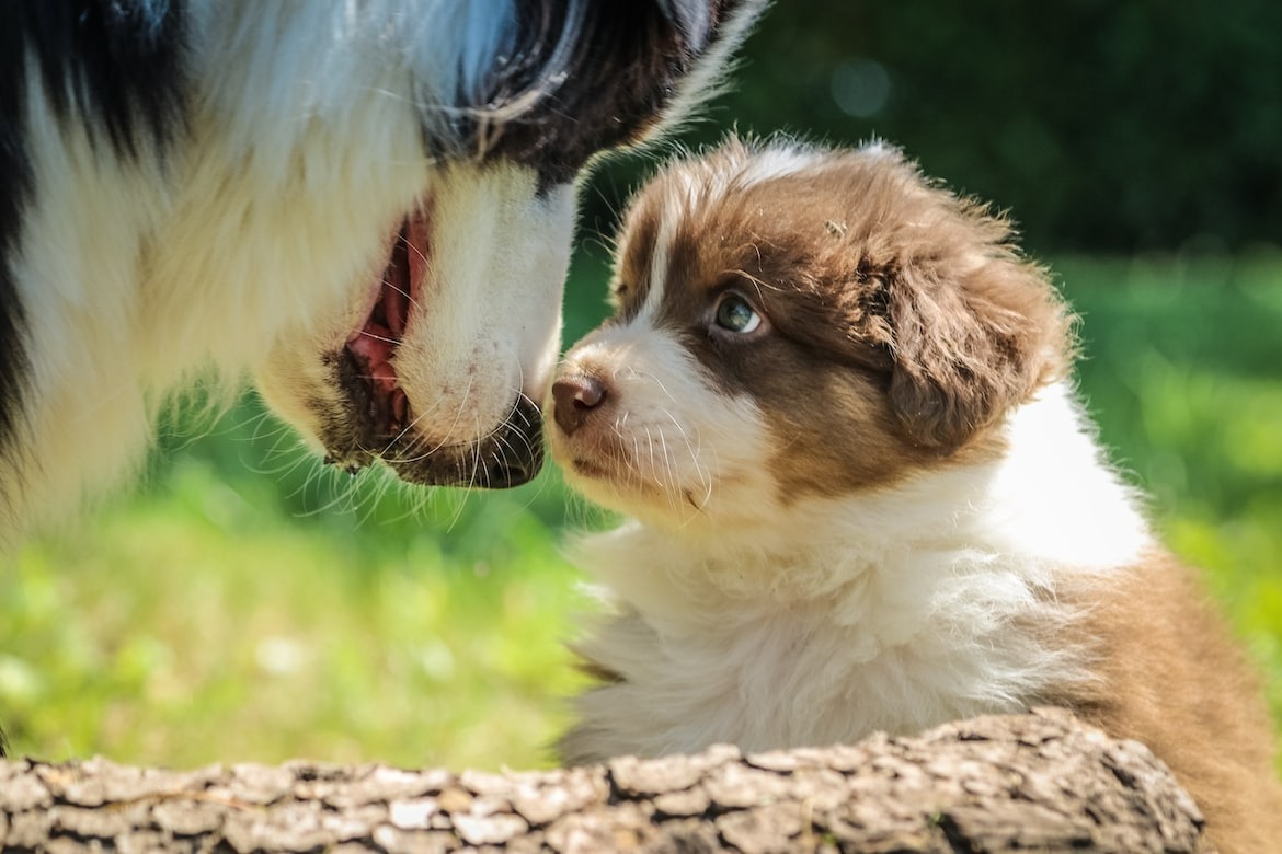small fluffy puppy with its mother on green grass