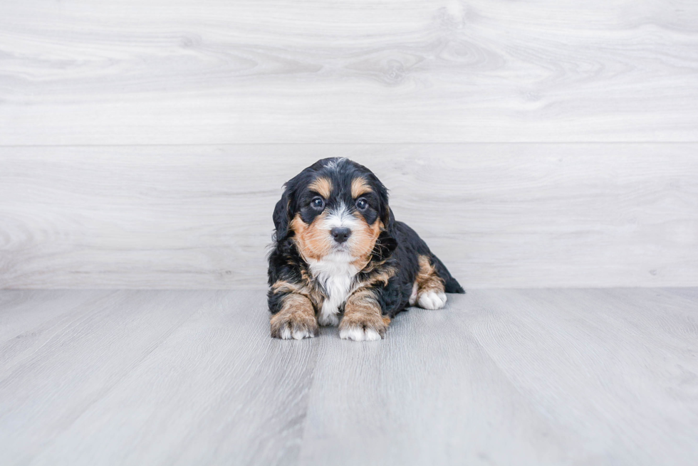 Meet Bernedette - our Mini Bernedoodle Puppy Photo 2/3 - Premier Pups