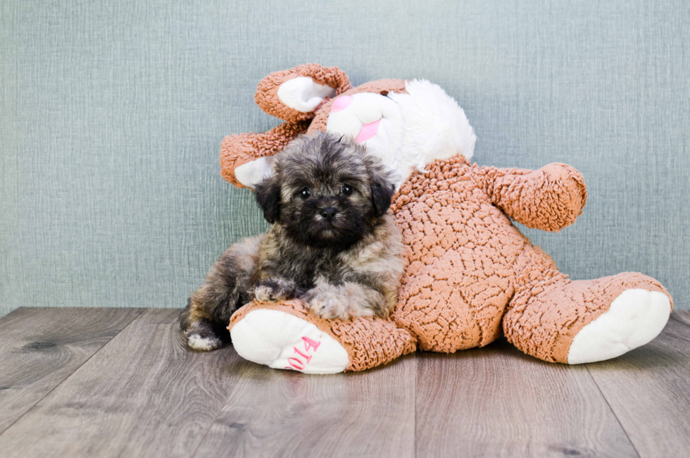 where to buy a teddy bear puppy