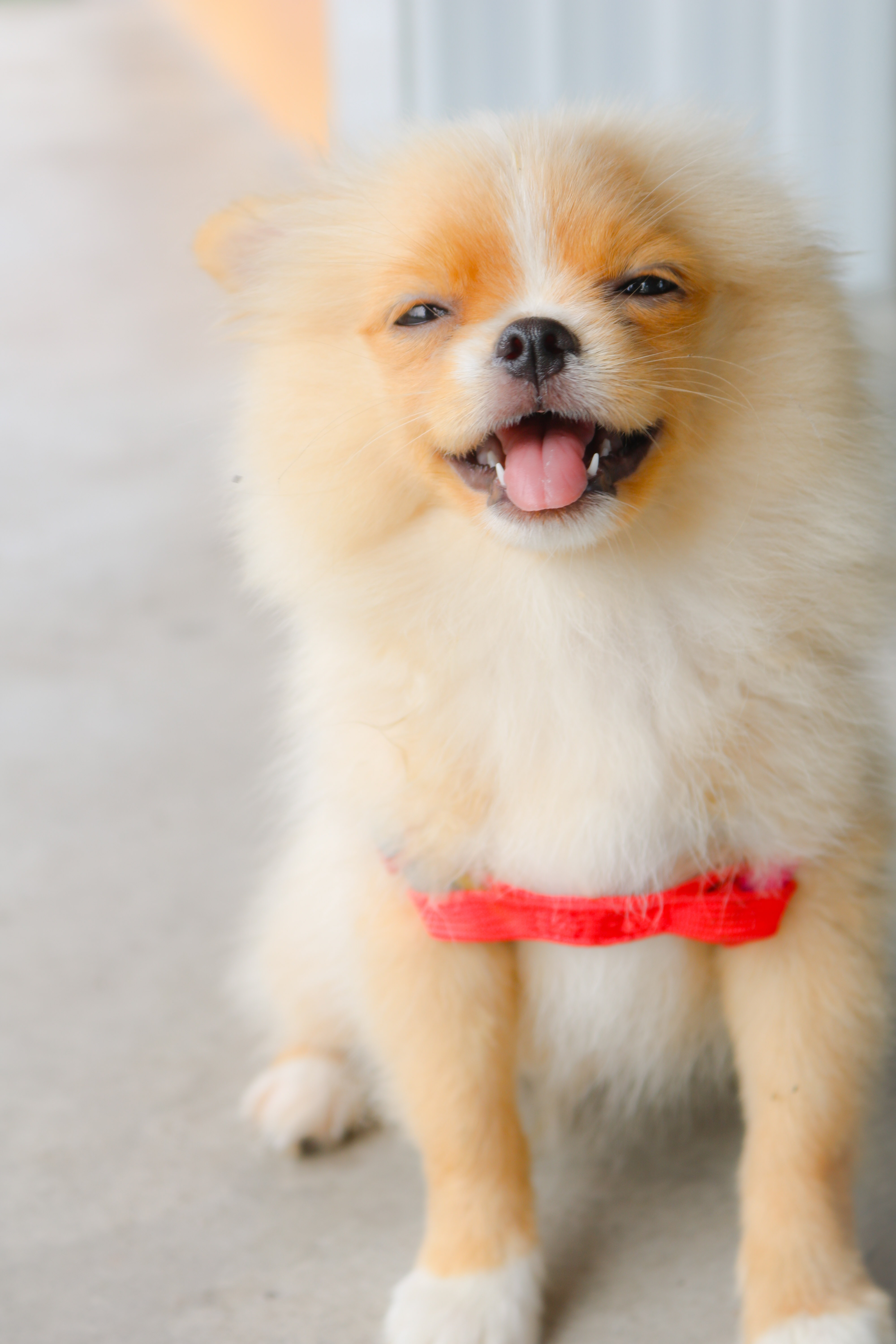 cute Pomeranian dog looking happy