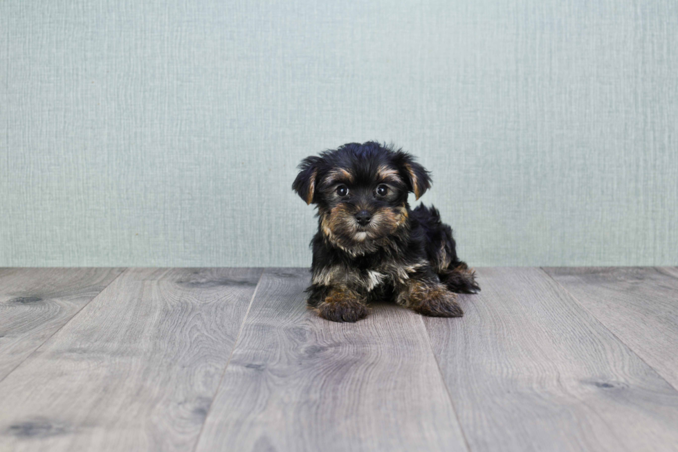 Meet Hank - our Yorkshire Terrier Puppy Photo 