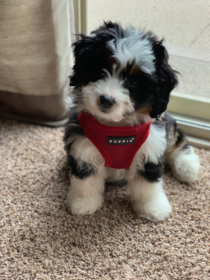 f2 mini bernedoodle puppy sitting on the floor wearing a harness - f2 mini bernedoodle training