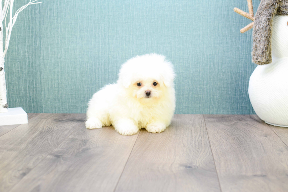 Fluffy Maltipom Designer Pup