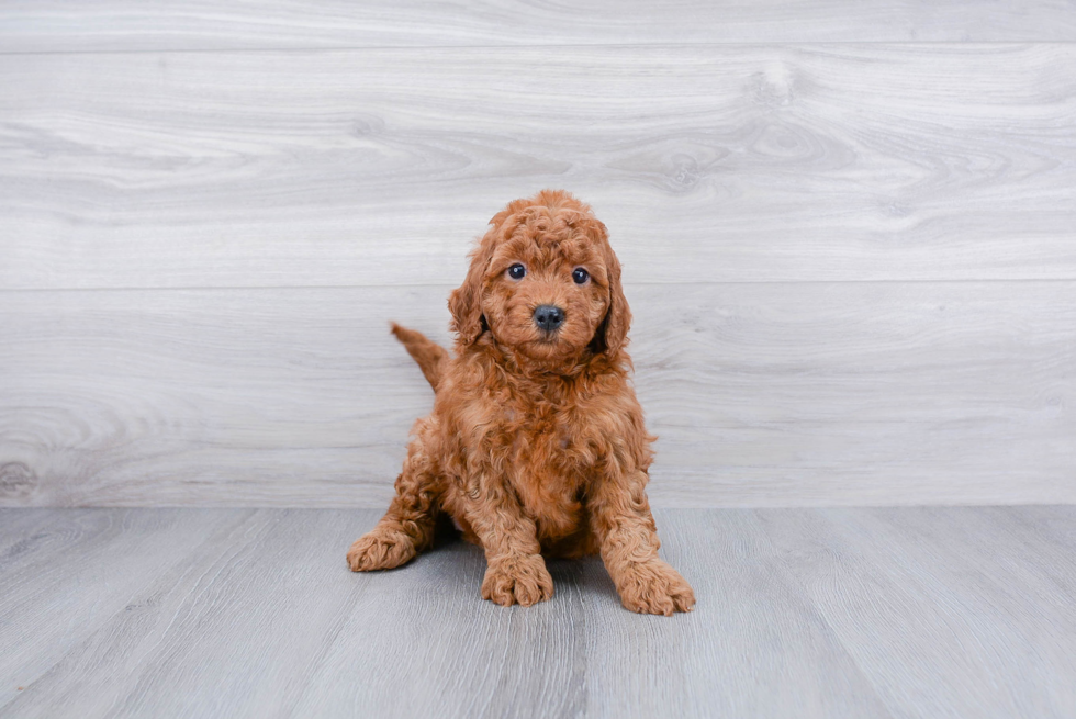 Meet Judy - our Mini Goldendoodle Puppy Photo 3/3 - Premier Pups