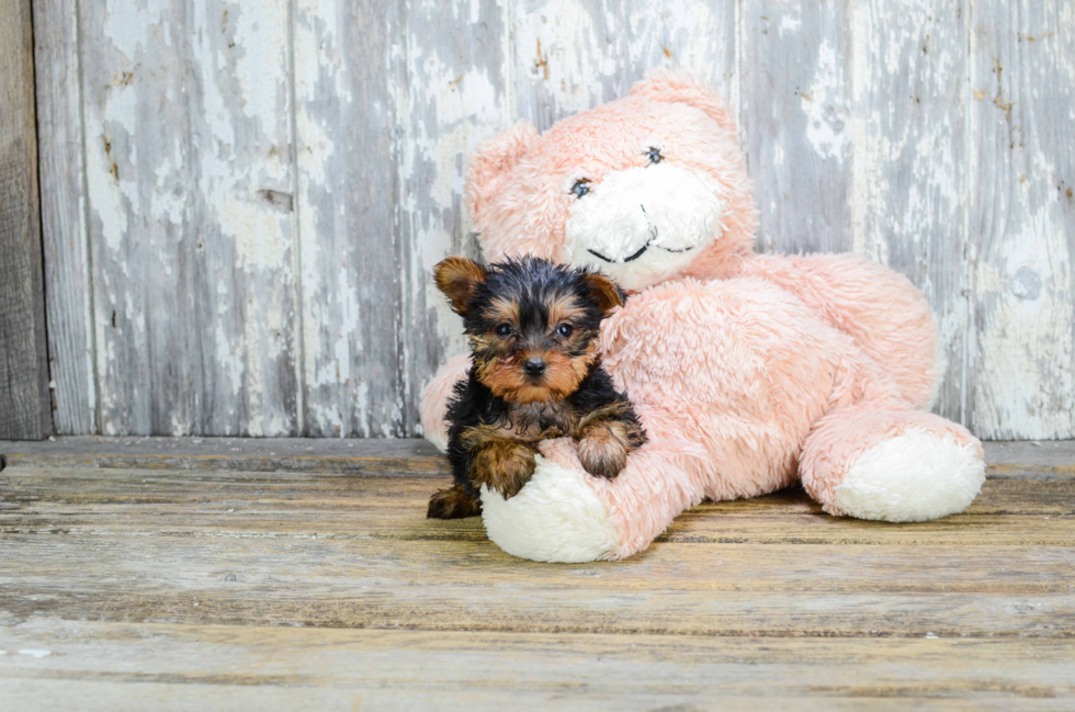 Meet Sheena - our Yorkshire Terrier Puppy Photo 