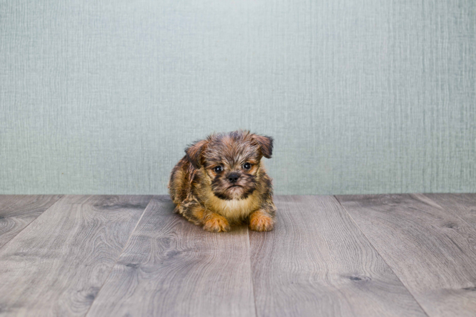 Brussels Griffon Puppy for Adoption
