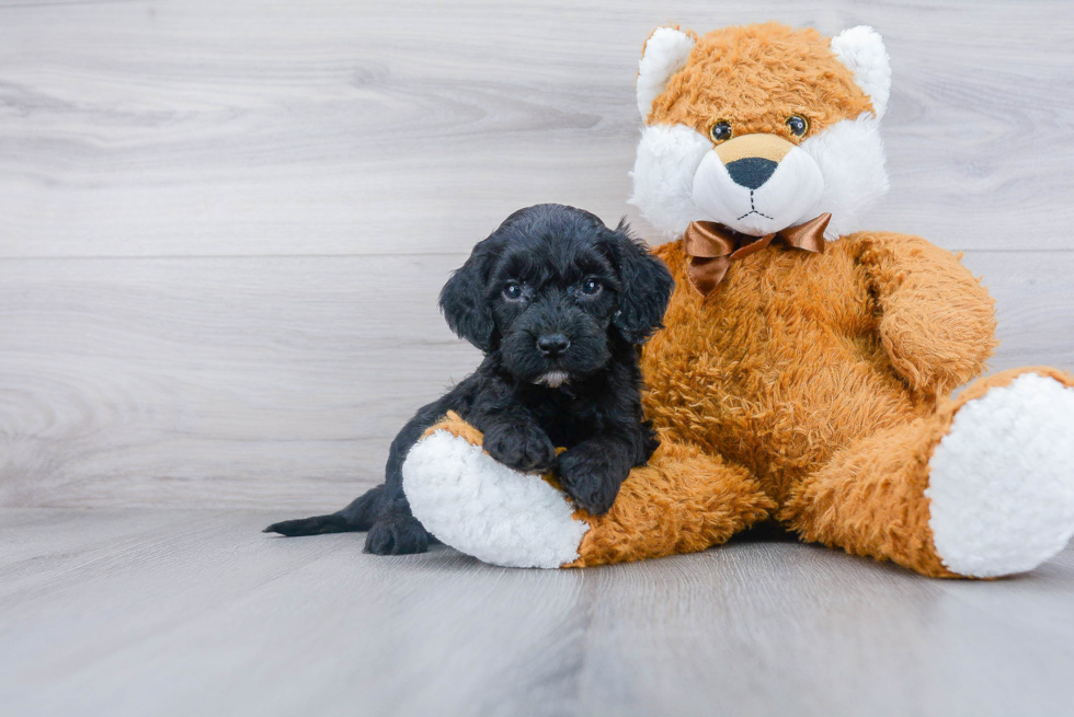 small black cockapoo puppy sitting next to a plush teddy bear in a white background