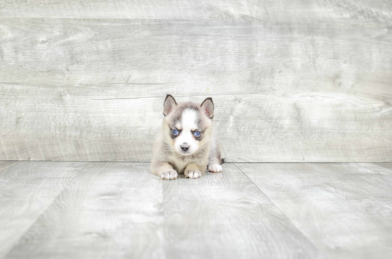 Pomsky Pup Being Cute