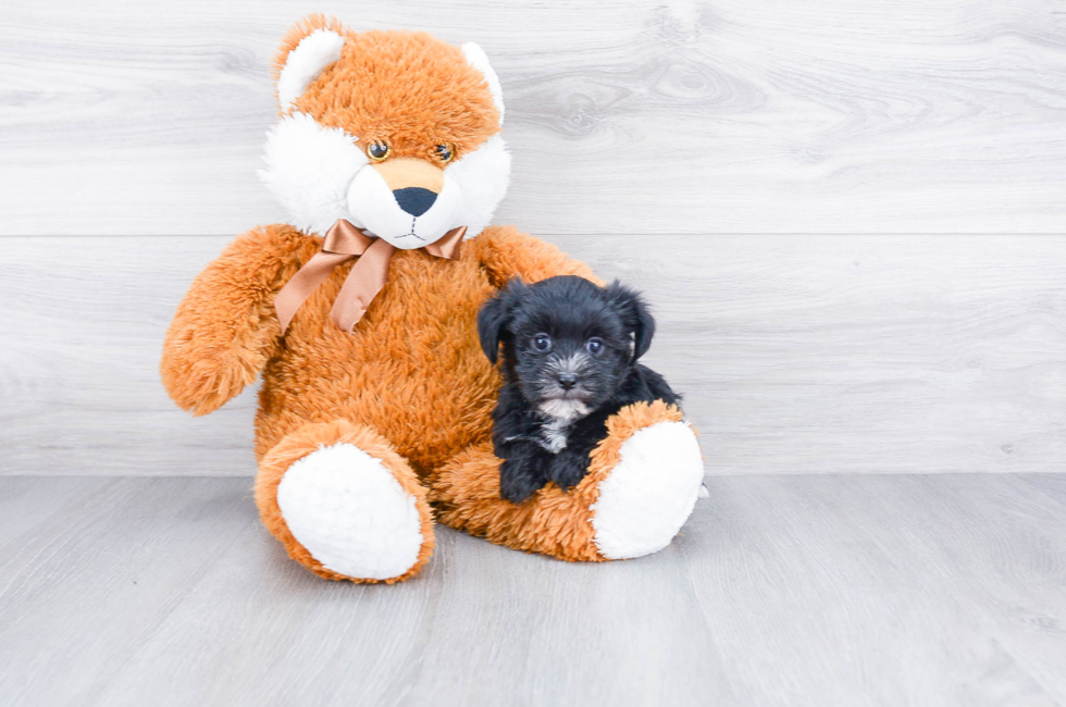 Morkie Puppies For Sale Online | Comfortable US Shipping Available