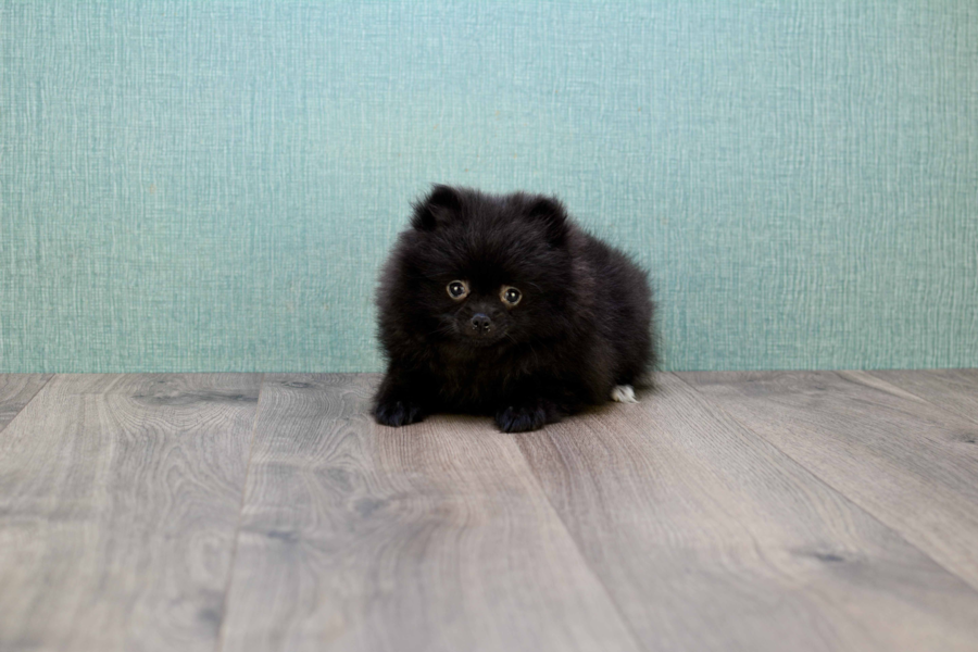 micro teacup pomeranians micro teacup pomeranian puppy micro teacup pomeranians micro teacup pomeranian puppy