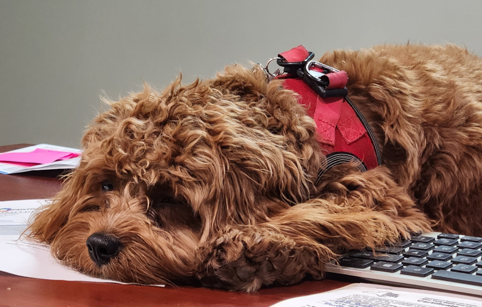 adorable cavapoo sleeping on a keyboard