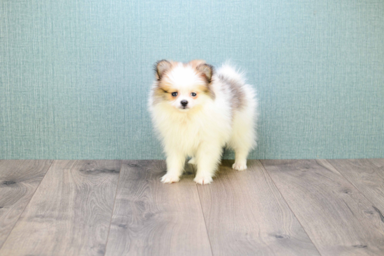 Pomeranian Pup Being Cute