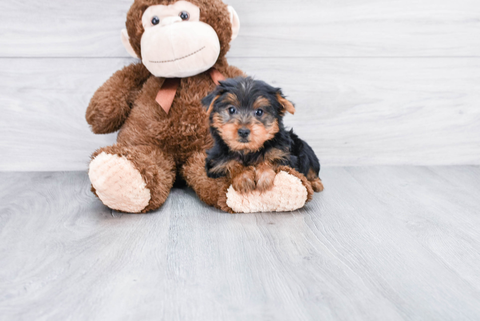 Meet Roger - our Yorkshire Terrier Puppy Photo 