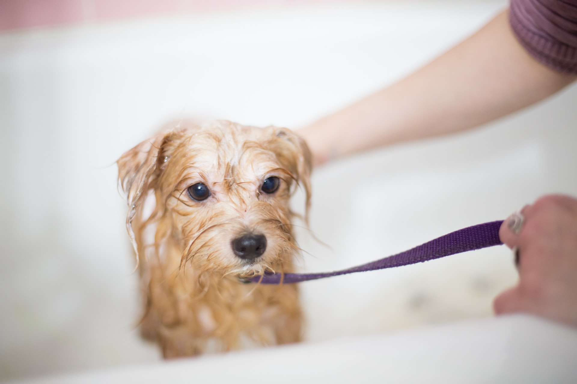 wet puppy getting bathed