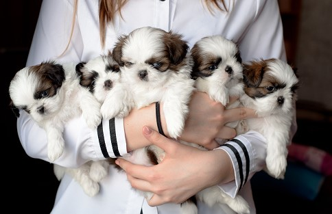 Best 7 Ways to Identify a Responsible Breeder - Premier Pups
