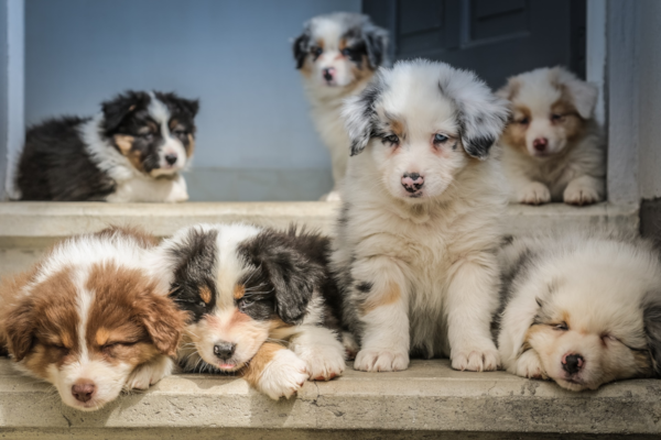  Best 7 Ways to Identify a Responsible Breeder - Premier Pups