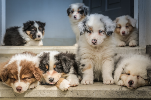 Best 7 Ways to Identify a Responsible Breeder - Premier Pups