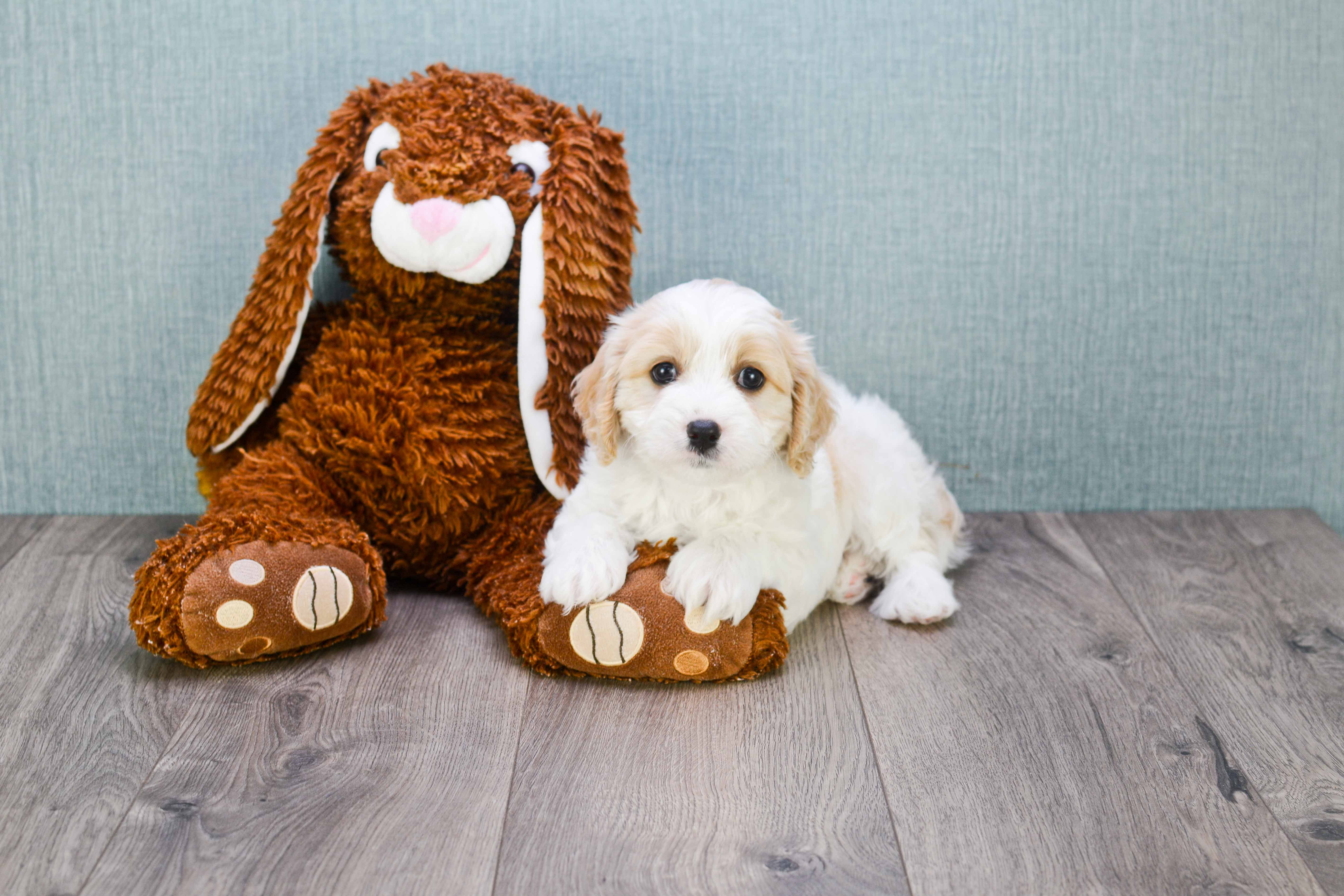 herrington lake cavachon puppies