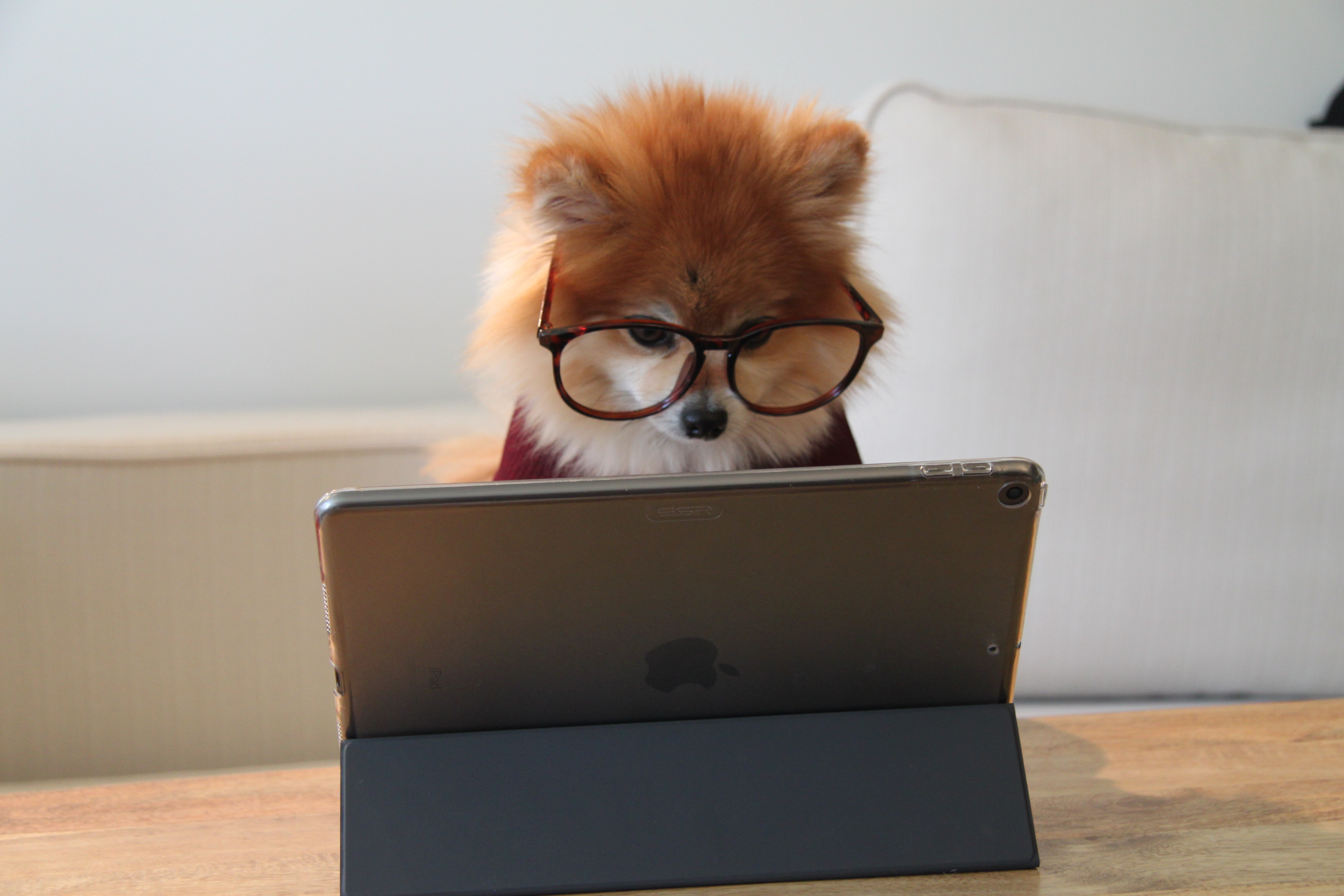 dog wearing glasses looking at a tablet