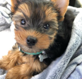 Fluffy Yorkie Purebred Pup