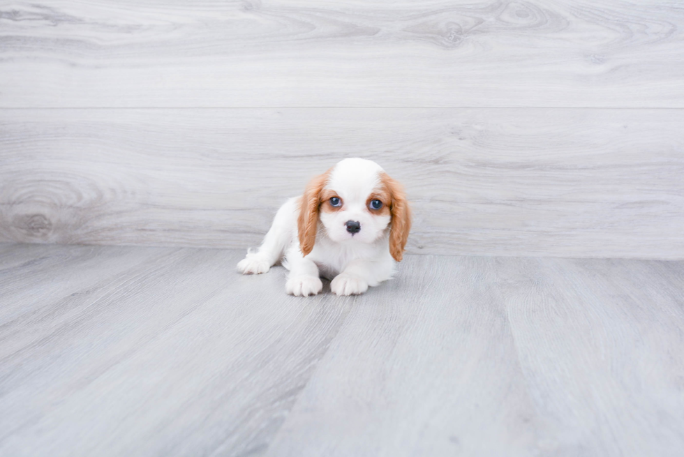 Cavalier King Charles Spaniel Pup Being Cute