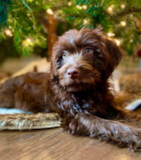 Fluffy Mini Labradoodle Pup