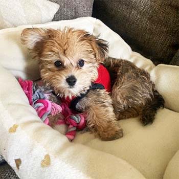 morkie dog sitting on a dog bed