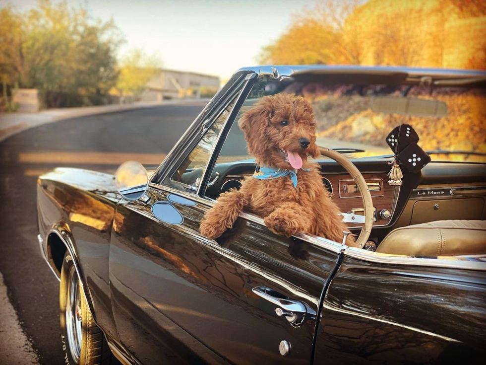 light brown mini goldendoodle sitting in a convertable car. the brown dog has wavy hair