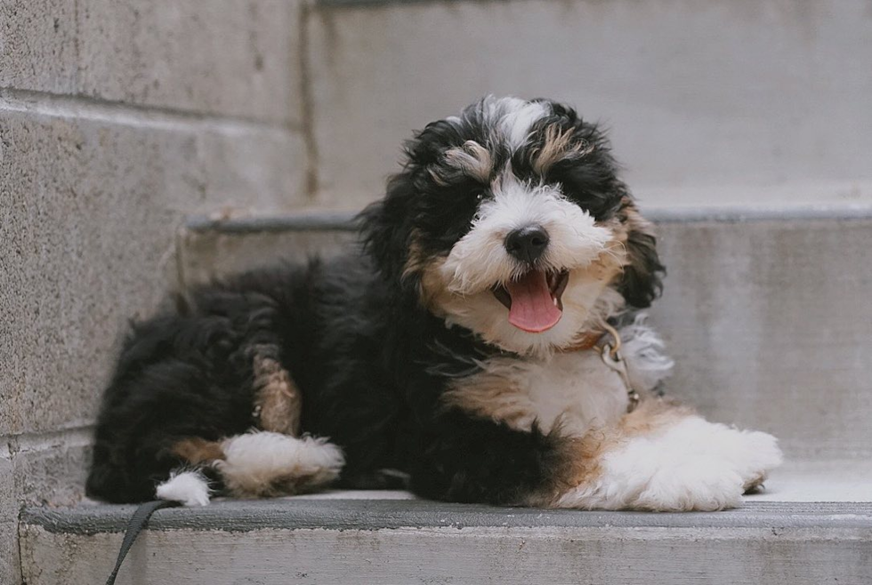f2 mini bernedoodle sitting on stairs - multigen mini bernedoodle guide