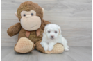 Small Bichon Frise Purebred Pup