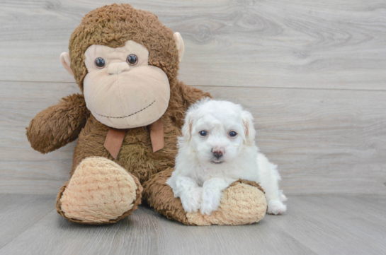 Small Bichon Frise Purebred Pup