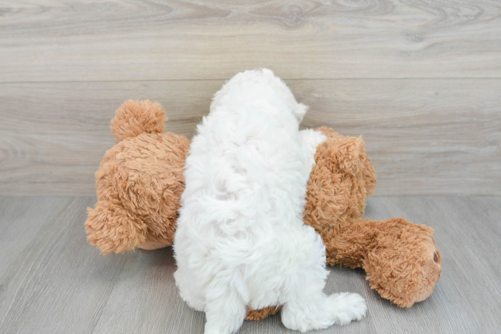 Akc Registered Bichon Frise Baby
